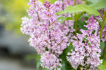 Obraz premium Blooming Syringa x prestoniae Minuet with pink flowers and blurred background in spring garden. Floral nature close-up with selective focus.