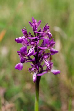 Green-winged Orchid (Anacamptis morio) blooming in a lush spring meadow, rare wild purple orchids in their natural habitat at sunrise, macro photography of endangered European flora.