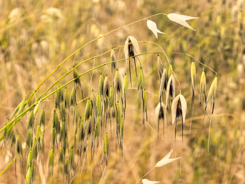 Wild oat (Avena fatua) plant in a field at sunset. Close-up of drooping spikelets with long awns against a blurred golden background. Agricultural weed in the wild.