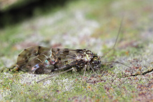 Trichadenotecnum is a genus of insects in the order Psocoptera, the booklice, barklice, and bookflies.