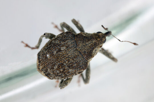 Parethelcus pollinarius is a species of weevil, Curculionidae, commonly called snout beetles or true weevils. Develops in nettles.
