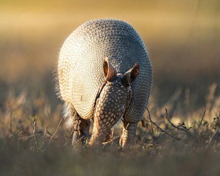 Wild nine-banded armadillo foraging in golden sunset light provides a captivating wildlife scene for educational materials environmental blogs and nature documentaries.