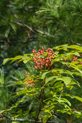 Fototapeta premium Prickly ash (Zanthoxylum americanum) or northern prickly-ash, toothache tree, Sichuan pepper. Red berries clustered on thin stems among shiny green leaves against blurred background of foliage.