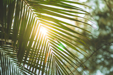 Obraz premium Bright golden sunlight shining through tropical palm leaves at a beach garden during a fresh summer morning. Beautiful lens flare and natural bokeh background for a peaceful, refreshing atmosphere.
