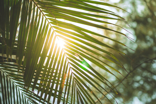Bright golden sunlight shining through tropical palm leaves at a beach garden during a fresh summer morning. Beautiful lens flare and natural bokeh background for a peaceful, refreshing atmosphere.