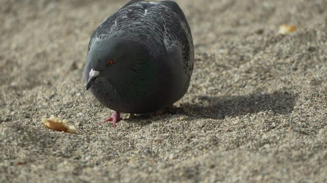 Pigeon Eating Bread close up shot of a feral bird feeding on a sandy beach