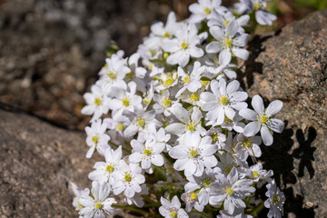 Obraz premium Nestled between warm stones, the tiny white hepatica flowers quietly awaken. Close-up of white liverleaf (Hepatica nobilis) wildflowers blooming among sunlit rocks in early spring. 