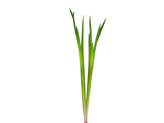 Fototapeta premium Acorus calamus or sweet flag plant isolated on a white background