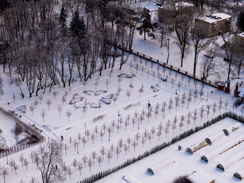 Aerial view of a snow-covered park with rows of young trees and a dense forest area in winter Lithuania.