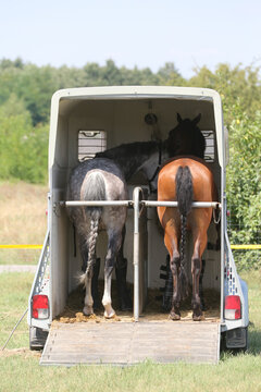  High-detail photo of two majestic young racehorses with shiny coats standing calmly inside a luxury horse transport truck.