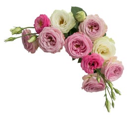 Fototapeta premium Curved arrangement of pink and white roses with buds and leaves, isolated on white background
