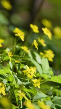Professional 4k b-roll featuring yellow anemone flowers moving in wind. Wild buttercup blossoms on forest meadow in morning light. Cinematic nature scene for spring season promos and travel vlogs