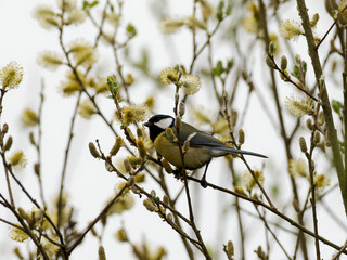 Mésange charbonnière Parus major perchée dans un saule en fleurs au printemps © Colombe Delons