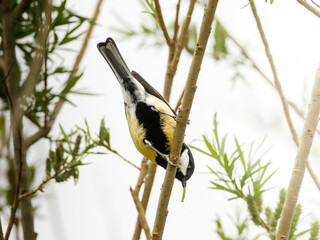 Mésange charbonnière Parus major perchée dans un saule en fleurs au printemps © Colombe Delons