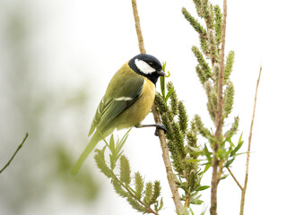 Mésange charbonnière Parus major perchée dans un saule en fleurs au printemps © Colombe Delons