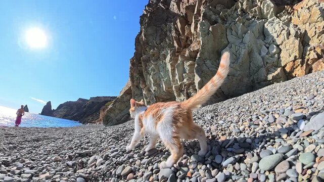 Kitten pebble beach playful ginger and white young cat walking and rolling on a scenic rocky shore under bright sun