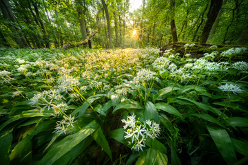 Naklejka premium Beautiful Spring Forest with White Wild Blooming Garlic