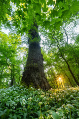 Naklejka premium Beautiful Spring Forest with White Wild Blooming Garlic