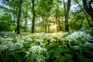 Naklejka premium Beautiful Spring Forest with White Wild Blooming Garlic