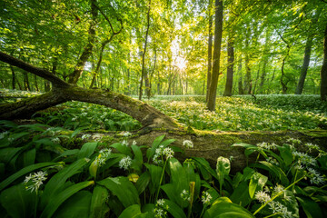 Naklejka premium Beautiful Spring Forest with White Wild Blooming Garlic