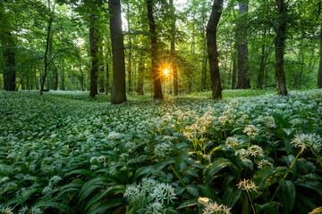 Obraz premium Beautiful Spring Forest with White Wild Blooming Garlic