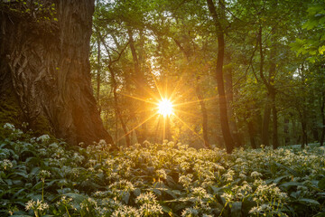 Obraz premium Beautiful Spring Forest with White Wild Blooming Garlic