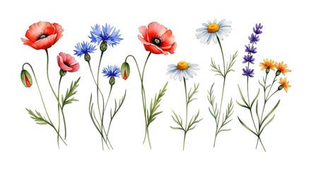 Hand-painted watercolor of wildflowers including red poppies, blue cornflowers, white daisies, and purple lavender on a black background © Monuar