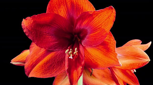 Red Hippeastrum Open Flowers in Time Lapse on a Black Background with Alpha Matte Channel. Growth of Orange Amaryllis Flower Buds Rotating. Perfect Blooming Houseplant in Spring