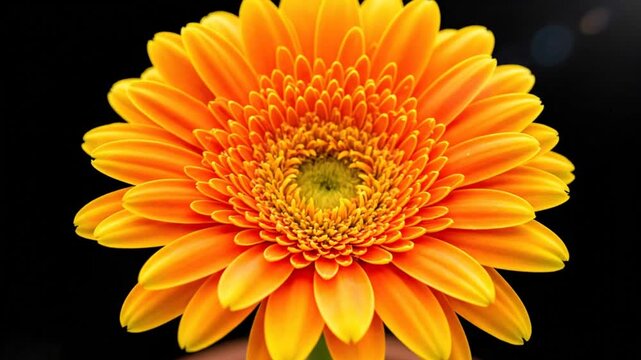 Time-lapse of vibrant orange gerbera daisy blooming and blossoming against a dark background, revealing its full beauty.