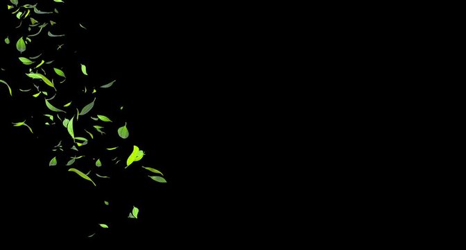 Leaves drift in the wind in strands, isolate on black background, with alpha channel. 