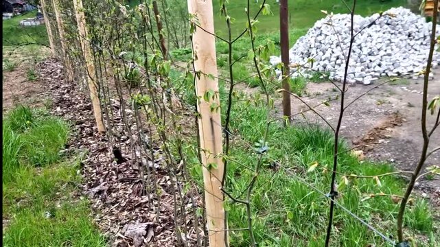 Young hedge hornbeam trees. support structure made of wooden stakes tensioned wires ensures stability of the plants and makes it easier shape them into desired wall. perimeter strip is treated with mu