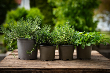 Various fresh herbs in pots on rustic wooden surface in natural light. Background for the spice kitchen. Close-up. © gudrun