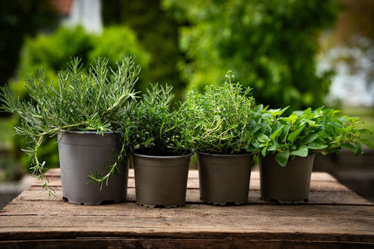 Various fresh herbs in pots on rustic wooden surface in natural light. Background for the spice kitchen. Close-up.