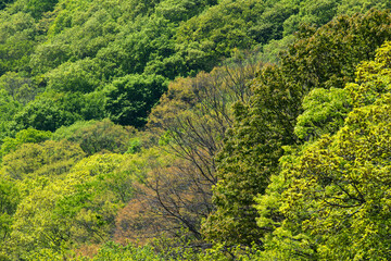 Dense Green Forest Canopy at Seonunsa Mountain © 안구정화