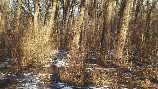 Snow patches linger on the floor of a sunny bare winter forest 