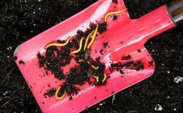 Orange-colored wireworms are the larvae of click beetles. They live in home garden beds and damage crops by eating the roots, seeds, and stems of vegetable plants.