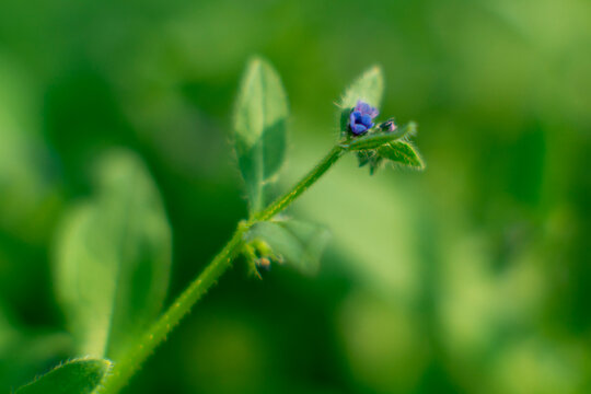 Natural texture of a wild plant featuring small colorful flowers and hairy stems 