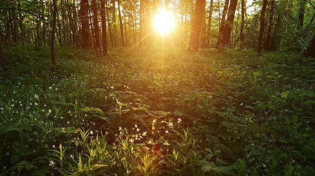 Beautiful Sunrise In Sunny Spring Forest. Sunlight Sunbeams Through Woods In Forest Landscape with Beautiful Blooming Wild Garlic