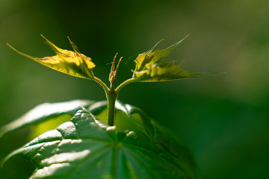 New raspberry shoot emerges wearing a delicate crown of reddish wisps 
