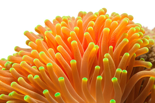 Photorealistic live tropical reef Torch Coral- neon orange, bright green trips , luminous gold with glowing neon colors.