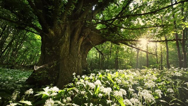 Beautiful Sunrise In Sunny Spring Forest. Sunlight Sunbeams Through Woods In Forest Landscape with Beautiful Blooming Wild Garlic