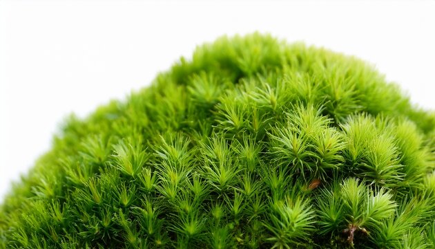 vibrant green moss high resolution texture pure white backdrop plant macro wallpaper