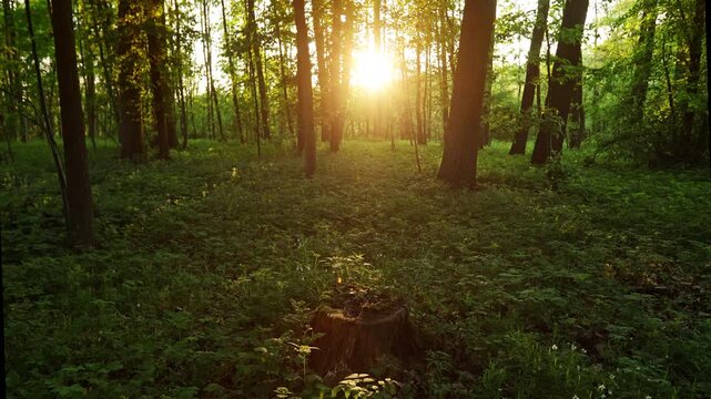 Beautiful Sunrise In Sunny Spring Forest. Sunlight Sunbeams Through Woods In Forest Landscape with Beautiful Blooming Wild Garlic