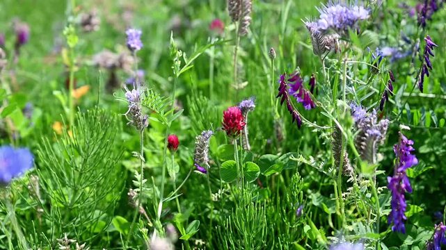 Colorful wildflower meadow with clover and vetch swaying in gentle breeze, lush spring field with biodiversity and natural pollinator habitat