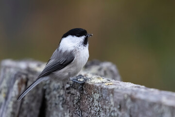 Willow tit © Risto