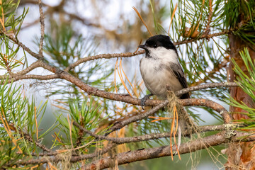 Willow tit © Risto