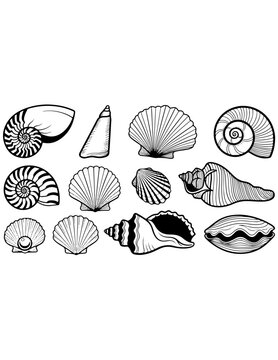 A detailed collection of various sea shell species and mollusks as vector icons on a white background perfect for beach or nautical designs within the required one hundred ninety character range.