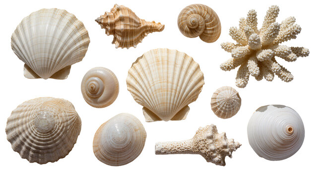 Assorted Seashells and Coral Collection on White Surface