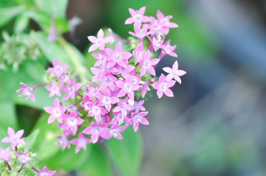 Pentas lanceolata , Egyptian star cluster or RUBIACEAE or Egyptian starcluster or Starflower or pink flower