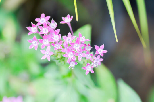 Pentas lanceolata , Egyptian star cluster or RUBIACEAE or Egyptian starcluster or Starflower or pink flower
